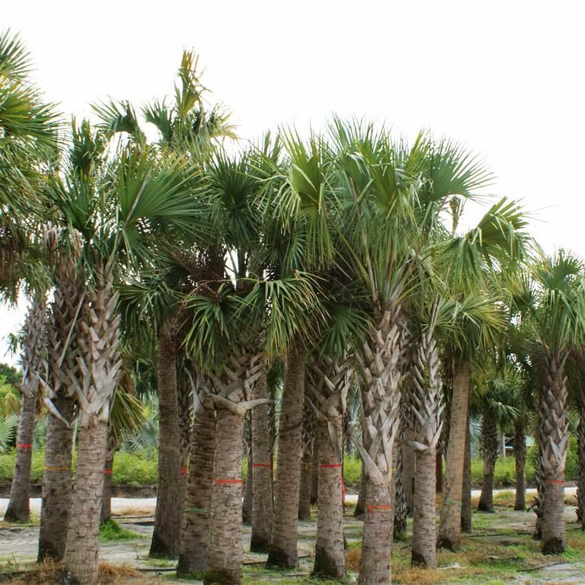 Florida Sabal
