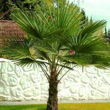 Windmill Palm