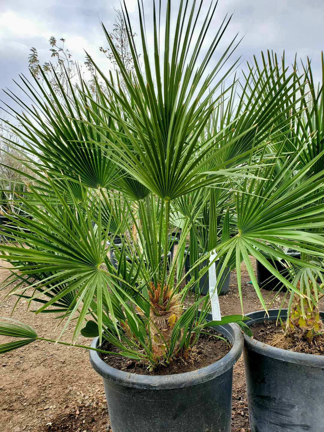 Mediterranean Fan Palm