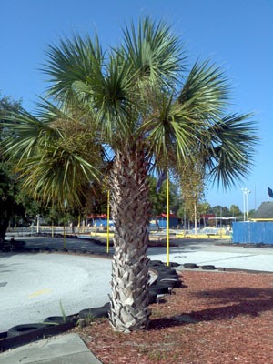 Florida Sabal