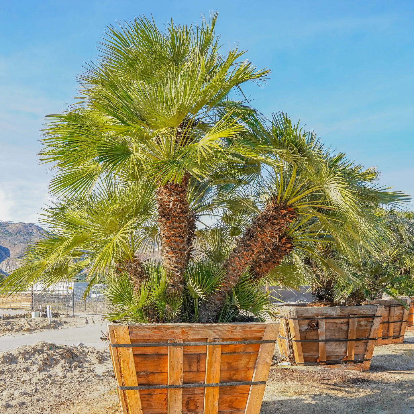 Mediterranean Fan Palm