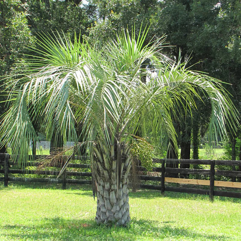 Pindo palm
