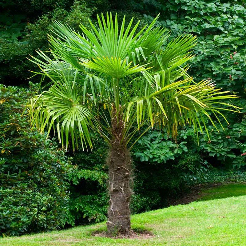 Windmill Palm