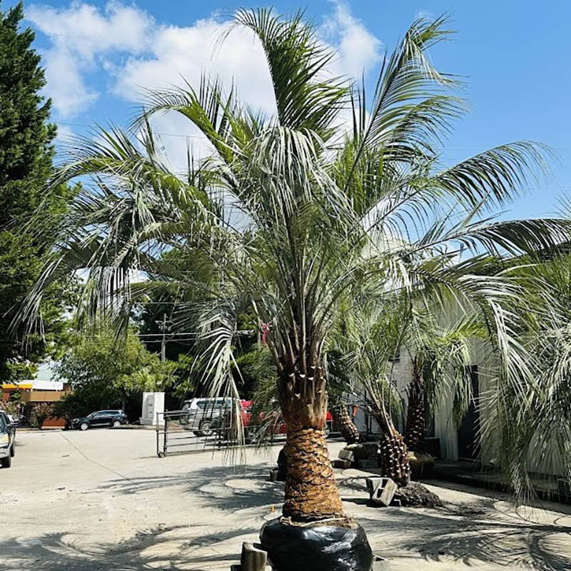 Pindo palm