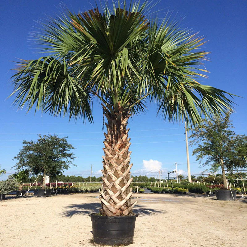 Florida Sabal